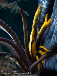 Elegant Squat Lobster (Allogalathea Elegans) under a feat... by Marco Waagmeester 